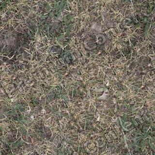 High Resolution Seamless Grass Texture 0005